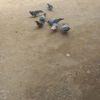 چند عدد کبوتر