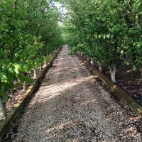 بار ۵۰۰تا درخت الوچه یکجا