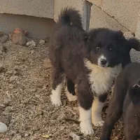 سگ قدرجونی گله|سگ|شهرضا, |دیوار