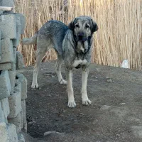 سگ پژدروکنگال مناسب گوسفندونگهبانی|سگ|بوکان, |دیوار