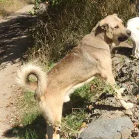 سک نر 17ماهه|سگ|هوراند, |دیوار