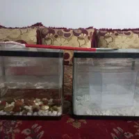 آکواریوم ماهی