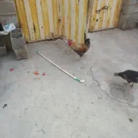 فروش خروس خوشگل و گلین|حیوانات مزرعه|باغ ملک, |دیوار