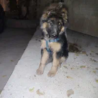 سگ ژرمن شپر  با شناسنامه