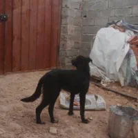 سگ نر معاوضه با کفتر یا عروس هلندی