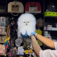 توله پامرانین خرسی