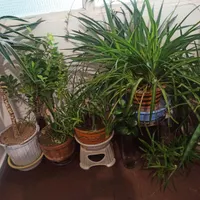 گیاه آپارتمانی