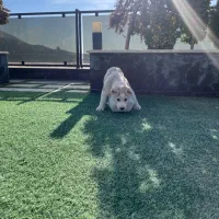 آلابای اصل|سگ|رودهن, |دیوار