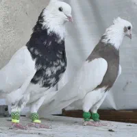 جفت طوقی آس|پرنده|قزوین, |دیوار