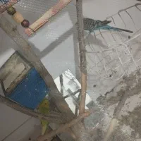 مرغ عشق|پرنده|تربت جام, معدآباد|دیوار