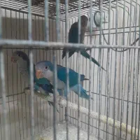 جوجه راهب