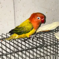 کوتوله برزیلی نر یووینگ دبل فاکتور ابریشمی
