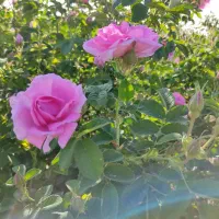 نهال گل محمدی بدون خار