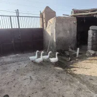 غاز