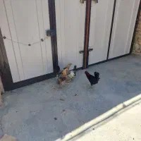 مرغ و خروس نژاد دار|حیوانات مزرعه|قروه, |دیوار