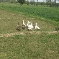 غاز
