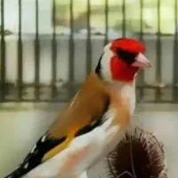 سهره ،سقا