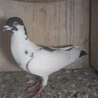 دم سیاه وپلاکی