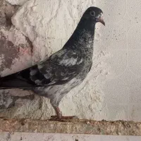 بهترینها پرشی باهوش فروش فوری|پرنده|بندرلنگه, |دیوار