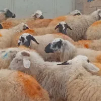 میش عراقی جوان ابستن