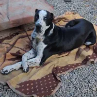 سگ آلابای سرابی عراقی|سگ|وحیدیه, |دیوار