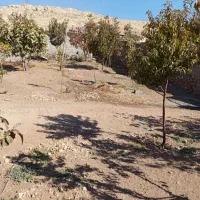 نان برنجی پز ماهر