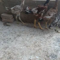 مرغ وخروس ترک.دونه ای3میلیون.