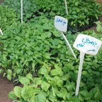 نشا صیفی جات بذر F1