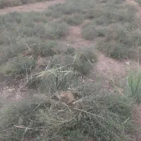 خار|لوازم جانبی حیوانات|انبارآلوم, |دیوار