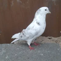 کبوتر گم شده|حیوانات|اردبیل, |دیوار