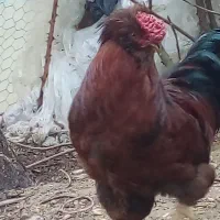 معاوضه خروس