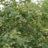 فروش نهال گردو ژنوتیپ|خدمات باغبانی و درختکاری|ایلام, |دیوار