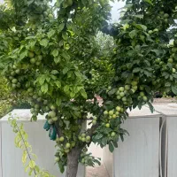 انواع درخت/ مثمر/غیرومثمر/ درخت پایان کارشهرداری