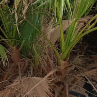 نخل پالم تنه قرمز واشنگتن ۷ماهه و ۳ساله|خدمات باغبانی و درختکاری|لیکک, |دیوار