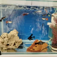 آکواریوم شیشه خم|ماهی|سقز, |دیوار