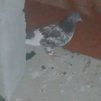 هشبندی|پرنده|سندرک, |دیوار