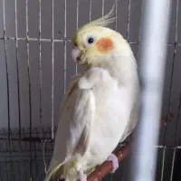 عروس هلندی ماده