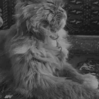 گربه خاکستری پرشین|گربه|بهشهر, |دیوار