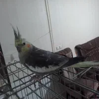 عروس هلندی ماده