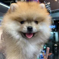 پامرانیان خرسی عروسکی