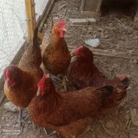 پنج عدد مرغ تخم گذار جوان