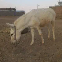 الاغ خر گله|حیوانات مزرعه|فرمهین, |دیوار