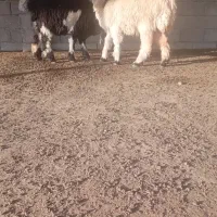 بره کوه|حیوانات مزرعه|گتوند, |دیوار