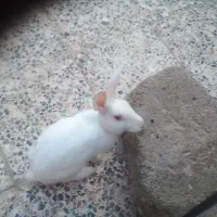 خرگوش|موش و خرگوش|دزفول, |دیوار