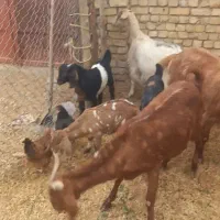 بز و بزغاله