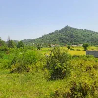 فروش-ملک-جنگلی