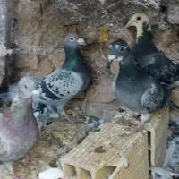 کبوتر|پرنده|آیسک, |دیوار