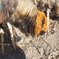 میش داشتی|حیوانات مزرعه|اندیمشک, |دیوار