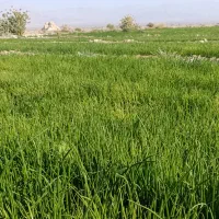 فروش نهال پیاز مینروا|گل و گیاه طبیعی|جیرفت, |دیوار