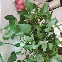 فروش گل|گل و گیاه طبیعی|بهشهر, |دیوار